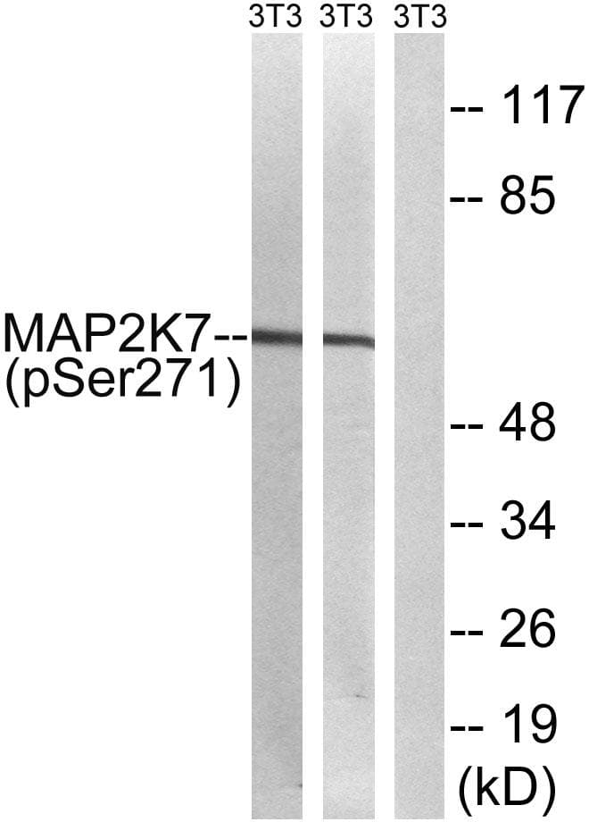 MAP2K7 / MEK7 Antibody (phospho-Ser271)