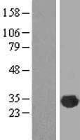 CLIC2 Protein (Over-Expression Lysate Myc-DDK (Flag))