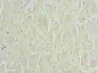ZNF226 Antibody