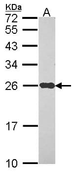 NDUFS8 Antibody (aa1-210)