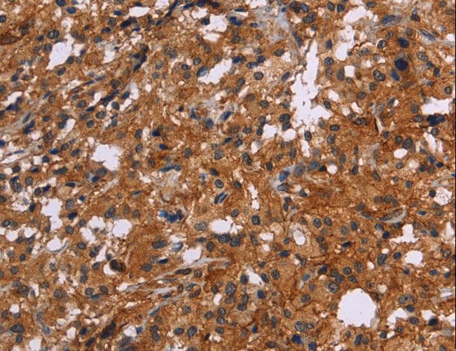 EGR4 / EGR-4 Antibody