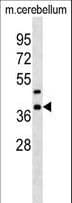 CRKL Antibody (aa275-303)