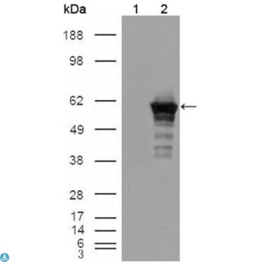 DES / Desmin Antibody