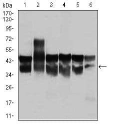 Monoclonal Mouse anti-Human CDK2 Antibody (clone 1A6, IHC, IF, WB)
