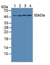 EEF1A1 Antibody (aa1-241, Biotin)