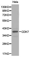 CDK7 Antibody