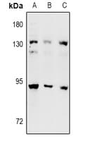 POLI Antibody