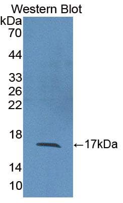 IL2 Antibody (aa21-153, Cy3)
