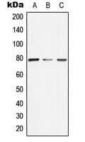 ARNT2 Antibody (N-Terminus)