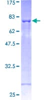 Human SH2D2A Protein (Recombinant GST)