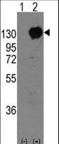 CDH15 / M Cadherin Antibody (aa739-767)