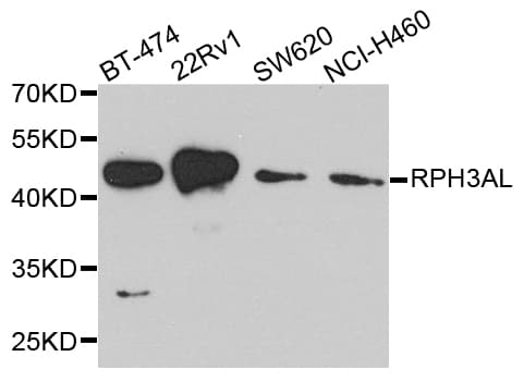 RPH3AL Antibody