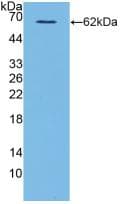 CD40L Antibody (aa1-261)