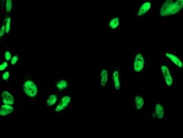 CDK2 Antibody (clone OTI1H5)