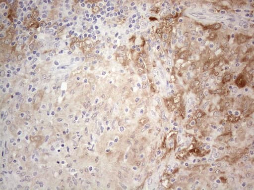 PPA2 Antibody (clone OTI7C1)