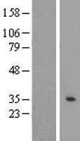 RAB40AL Protein (Over-Expression Lysate Myc-DDK (Flag))