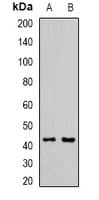 L2HGDH Antibody