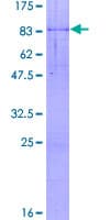 Human PAPD7 / TRF4-1 Protein (Recombinant GST)