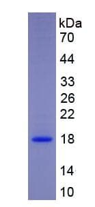 Human CDNF / ARMETL1 Protein (Recombinant)