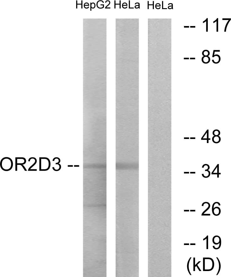 OR2D3 Antibody (aa231-280)