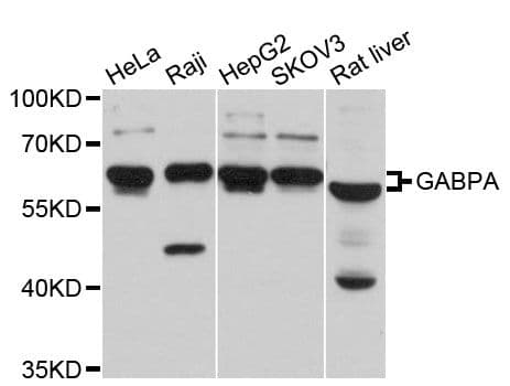 GABPA / NRF2 Antibody