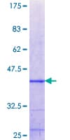 Human ZNF10 / KOX1 Protein (Recombinant GST, N-terminus)