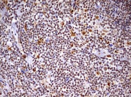 CDCA7L Antibody (aa1-337, clone OTI3B5, Carrier-free)