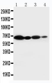 CYBB / NOX2 / gp91phox Antibody (aa442-459)