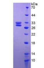 Rat HSF2 Protein (Recombinant His-T7)