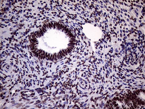 Monoclonal Mouse anti-Human XRN2 Antibody (clone OTI5F4, Carrier-free, aa677-779, IHC, WB)