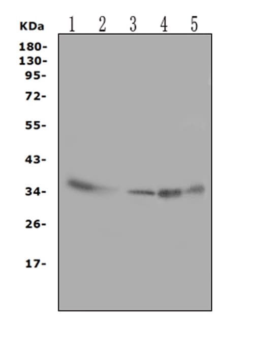 ANXA4 / Annexin IV Antibody (N-Terminus)
