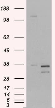 IHC-plus™ Pirin / PIR Antibody (aa2-15)