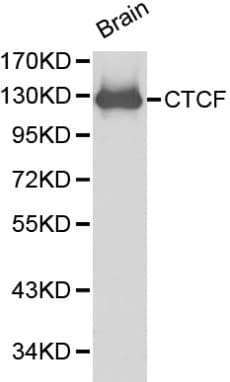 CTCF Antibody
