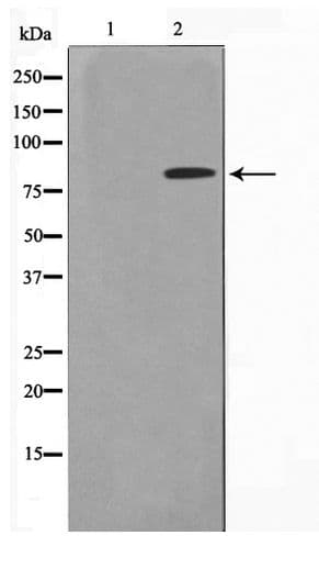 ZNF225 Antibody