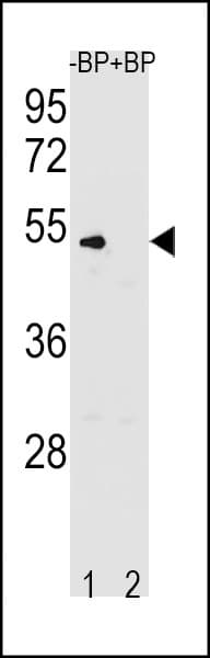 CCNB1 / Cyclin B1 Antibody (aa1-30)