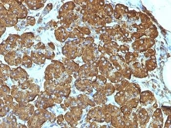 CYCS / Cytochrome c Antibody (aa1-80, clone 7H8.2C12)