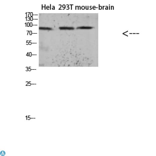 MAPT / Tau Antibody