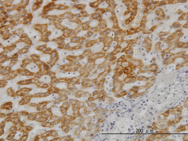 Monoclonal Mouse anti-Human UBE2G2 Antibody (clone 5E1, IHC, WB)