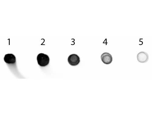 Rabbit Anti-Cat IgG Fc Secondary Antibody (AP)