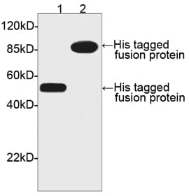 His Tag Antibody (His epitope)