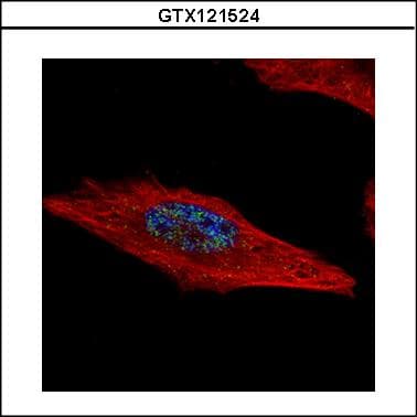 HEXIM2 Antibody
