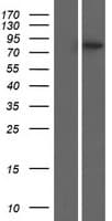 PLEKHH3 Protein (Over-Expression Lysate Myc-DDK (Flag))