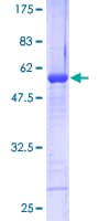 Human RNF141 Protein (Recombinant GST)