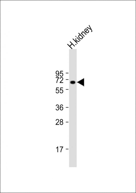 Polyclonal Rabbit anti-Human BANP Antibody (WB)