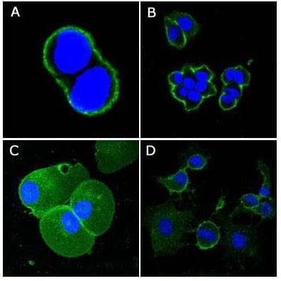 PathPlus™ CD44 Antibody (clone 8E2F3)