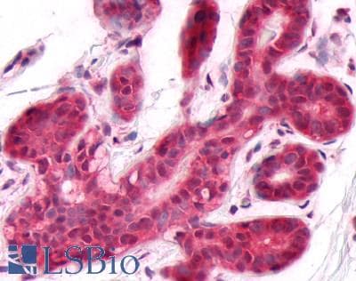 PathPlus™ DUSP26 / MKP8 Antibody (C-Terminus)
