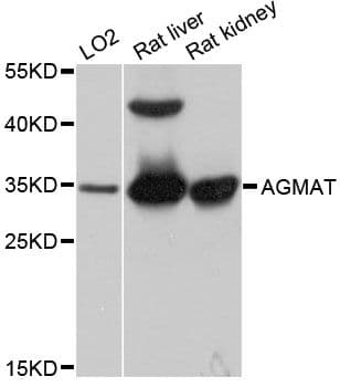AGMAT Antibody