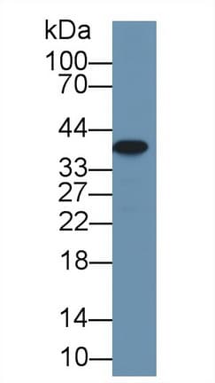 ARG2 / Arginase 2 Antibody (aa23-354)