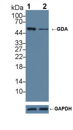 Polyclonal Rabbit anti-Human GDA / Nedasin Antibody (aa1-454, WB)