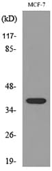 Polyclonal Rabbit anti-Human THPO / TPO / Thrombopoietin Antibody (WB)